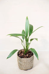 Epipremnum amplissimum "silver form"